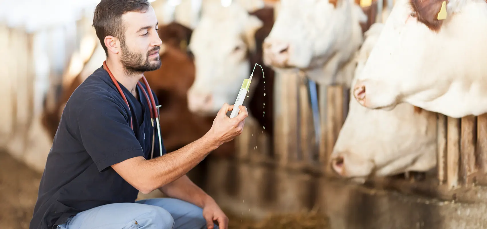 Kas yra gyvulininkystės veterinarijos specialybė?